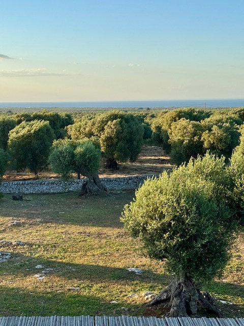Olive groves running down towards the sea at golden hour
